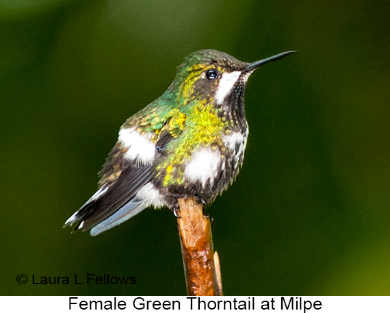 Green Thorntail - © James F Wittenberger and Exotic Birding LLC