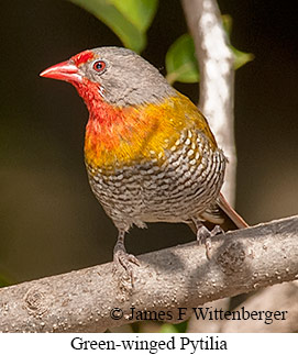 Green-winged Pytilia - © James F Wittenberger and Exotic Birding LLC