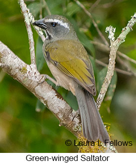 Green-winged Saltator - © Laura L Fellows and Exotic Birding LLC