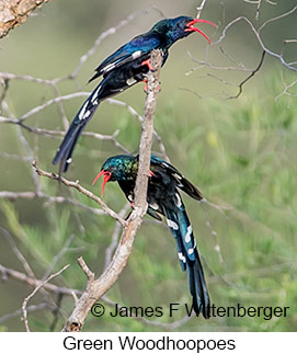 Green Woodhoopoe - © James F Wittenberger and Exotic Birding LLC