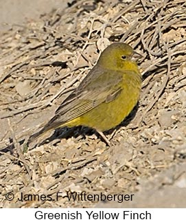 Greenish Yellow-Finch - © James F Wittenberger and Exotic Birding LLC