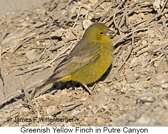 Greenish Yellow-Finch - © James F Wittenberger and Exotic Birding LLC