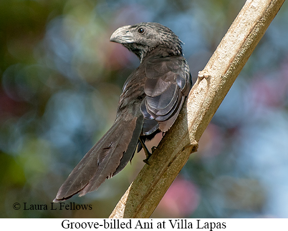 Groove-billed Ani - © Laura L Fellows and Exotic Birding LLC