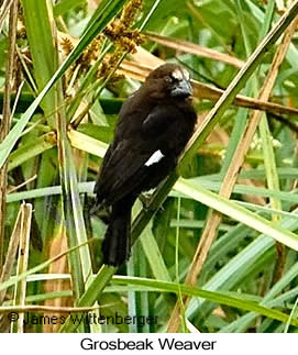 Grosbeak Weaver - © James F Wittenberger and Exotic Birding LLC