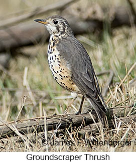 Groundscraper Thrush - © James F Wittenberger and Exotic Birding LLC