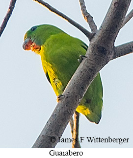 Guaiabero - © James F Wittenberger and Exotic Birding LLC