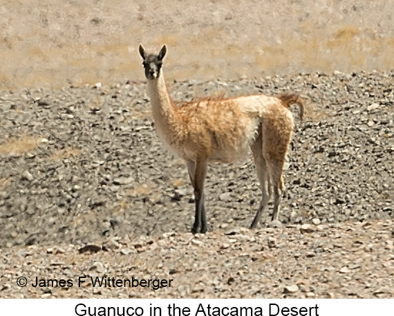 Guanuco - © James F Wittenberger and Exotic Birding LLC