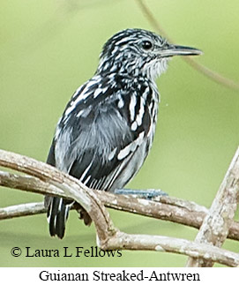 Guianan Streaked-Antwren - © Laura L Fellows and Exotic Birding LLC