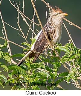 Guira Cuckoo - © James F Wittenberger and Exotic Birding LLC