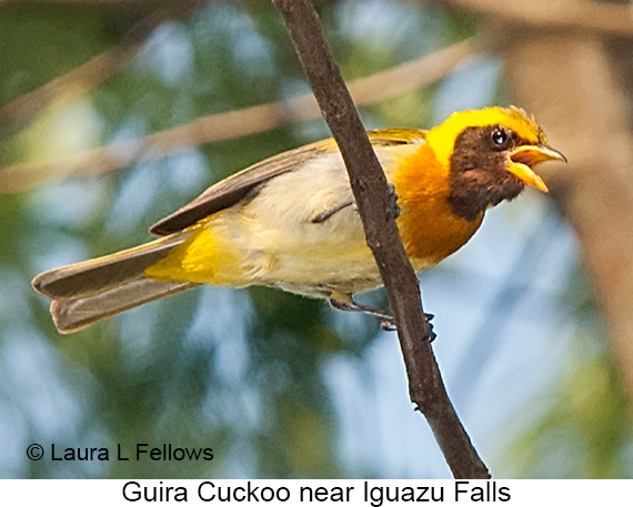 Guira Tanager - &copy; Laura L Fellows and Exotic Birding Tours