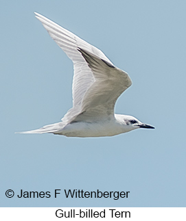 Gull-billed Tern - © James F Wittenberger and Exotic Birding LLC