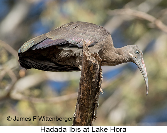 Hadada Ibis - © James F Wittenberger and Exotic Birding LLC