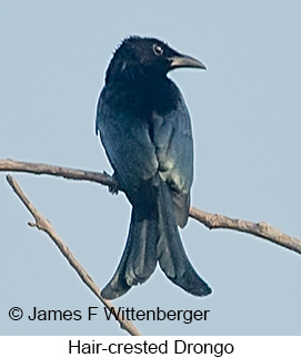 Hair-crested Drongo - © James F Wittenberger and Exotic Birding LLC