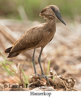 Hamerkop - © Laura L Fellows and Exotic Birding LLC