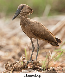 Hamerkop - © Laura L Fellows and Exotic Birding LLC