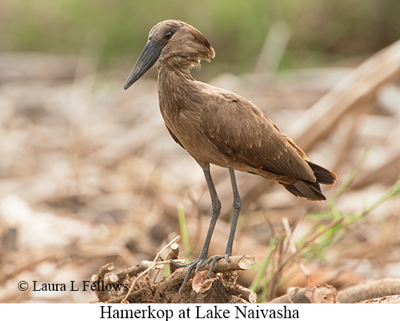 Hamerkop - © Laura L Fellows and Exotic Birding LLC