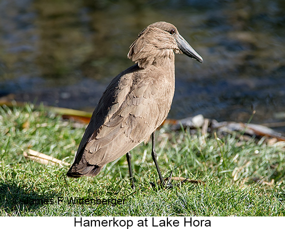 Hamerkop - © James F Wittenberger and Exotic Birding LLC