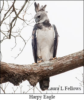 Harpy Eagle - &copy; Laura L Fellows and Exotic Birding Tours