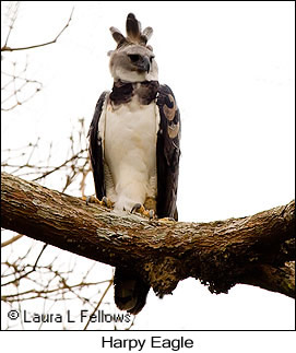 Harpy Eagle - © Laura L Fellows and Exotic Birding LLC