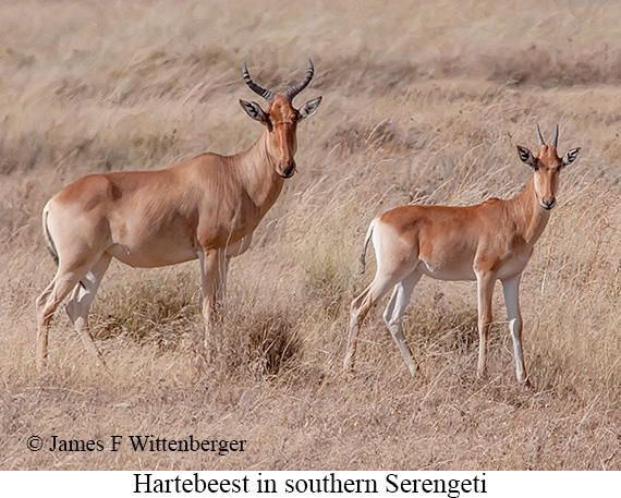 Hartebeest - © James F Wittenberger and Exotic Birding LLC