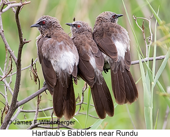 Hartlaub's Babbler - © James F Wittenberger and Exotic Birding LLC