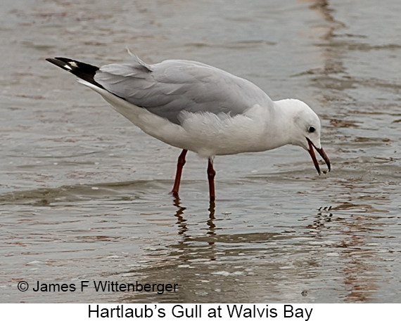 Hartlaub's Gull - © James F Wittenberger and Exotic Birding LLC