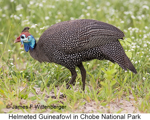 Helmeted Guineafowl - © James F Wittenberger and Exotic Birding LLC