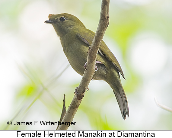 Helmeted Manakin - © James F Wittenberger and Exotic Birding LLC