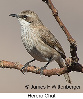 Herero Chat - © James F Wittenberger and Exotic Birding LLC