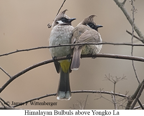 Himalayan Bulbul - © James F Wittenberger and Exotic Birding LLC