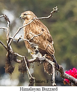 Himalayan Buzzard - © James F Wittenberger and Exotic Birding LLC