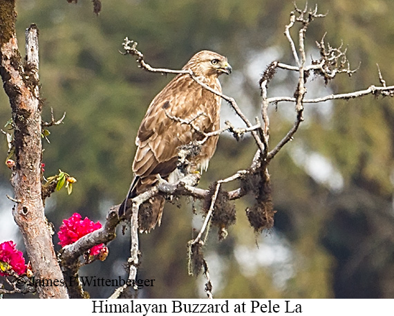 Himalayan Buzzard - © James F Wittenberger and Exotic Birding LLC