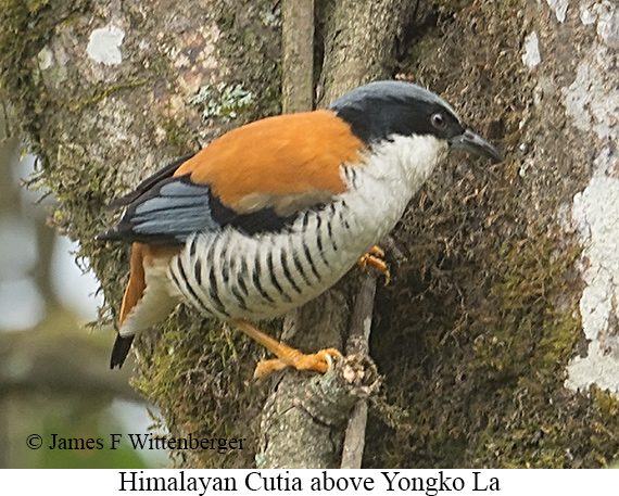 Himalayan Cutia - © James F Wittenberger and Exotic Birding LLC