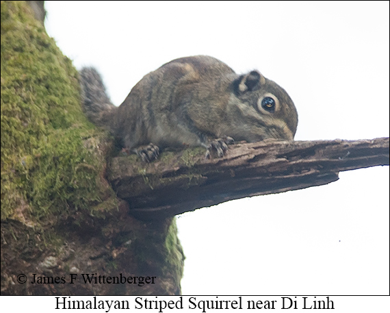 Himalayan Striped Squirrel - © James F Wittenberger and Exotic Birding LLC