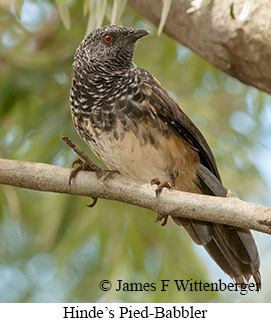 Hinde's Pied-Babbler - © James F Wittenberger and Exotic Birding LLC
