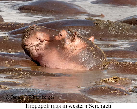 Hippopotamus - © James F Wittenberger and Exotic Birding LLC