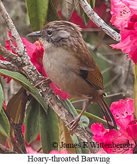 Hoary-throated Barwing - © James F Wittenberger and Exotic Birding LLC