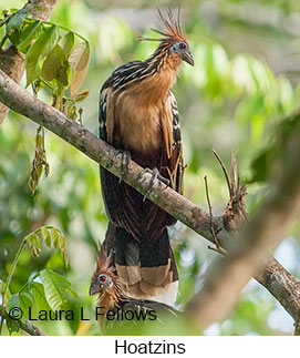 Hoatzin - © Laura L Fellows and Exotic Birding LLC
