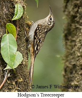 Hodgson's Treecreeper - © James F Wittenberger and Exotic Birding LLC