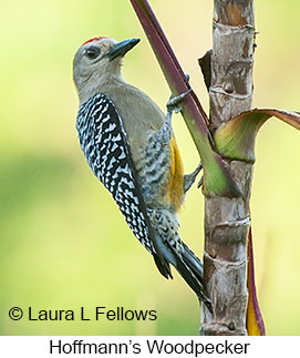 Hoffmann's Woodpecker - © Laura L Fellows and Exotic Birding LLC