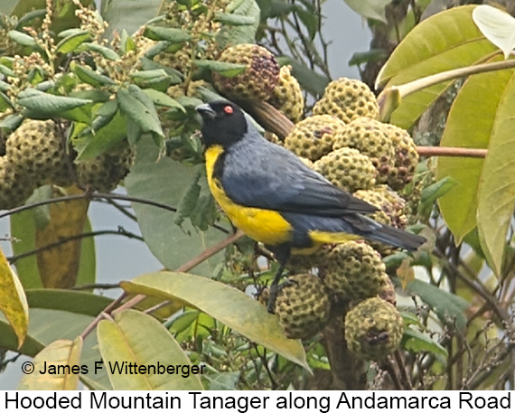 Hooded Mountain Tanager - © James F Wittenberger and Exotic Birding LLC