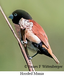 Hooded Munia - © James F Wittenberger and Exotic Birding LLC