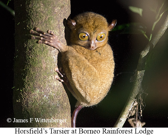 Horsfield's Tarsier - © James F Wittenberger and Exotic Birding LLC