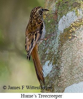 Hume's Treecreeper - © James F Wittenberger and Exotic Birding LLC