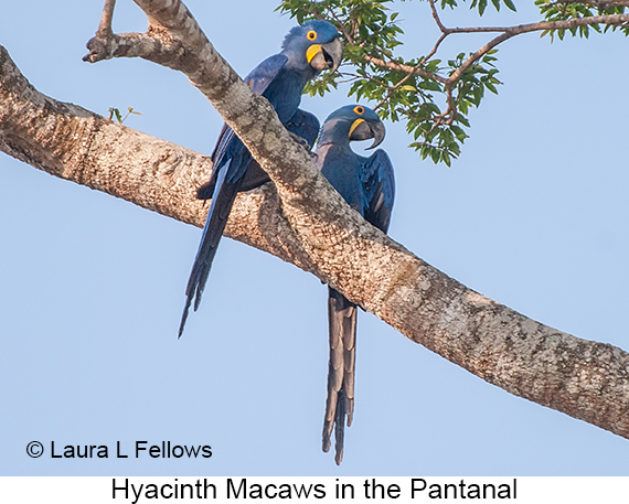 Hyacinth Macaw - © Laura L Fellows and Exotic Birding LLC