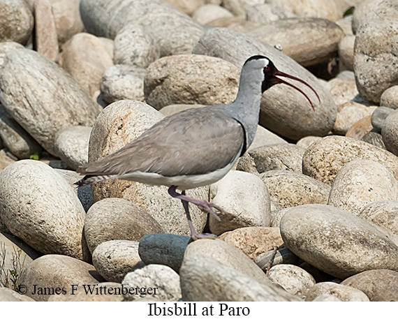 Ibisbill - © James F Wittenberger and Exotic Birding LLC