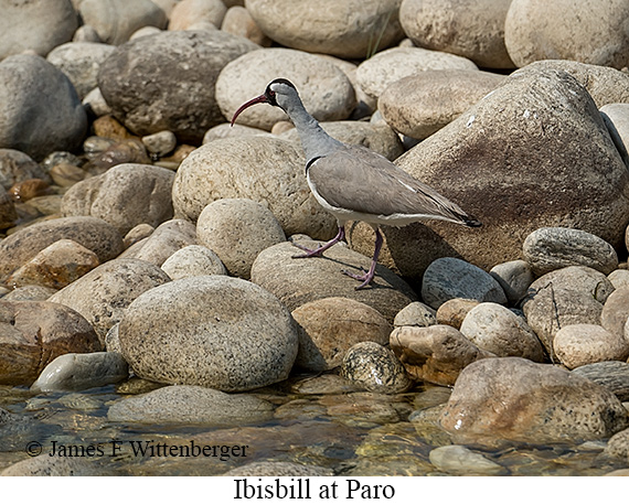 Ibisbill - © James F Wittenberger and Exotic Birding LLC