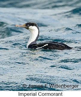 Imperial Cormorant - © James F Wittenberger and Exotic Birding LLC