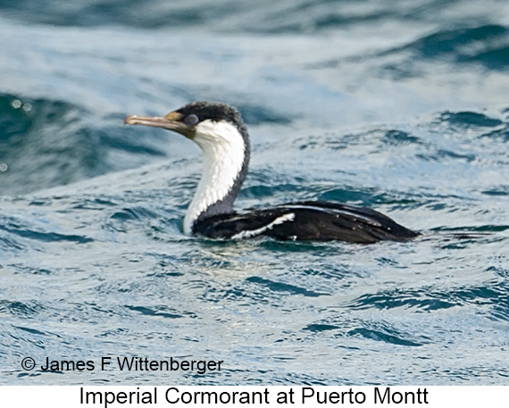 Imperial Cormorant - © James F Wittenberger and Exotic Birding LLC