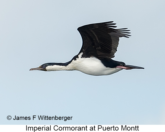 Imperial Cormorant - © James F Wittenberger and Exotic Birding LLC